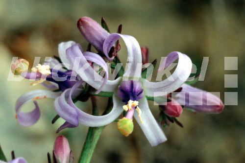 Kretische Ruten-Glockenblume (Petromarula pinnata), Griechenland, Kreta, Melambes.<BR>(Petromarula pinnata). - J. Flohe Kretische Ruten-Glockenblume (Petromarula pinnata), Griechenland, Kreta, Melambes.<BR>(Petromarula pinnata). - J. Flohe