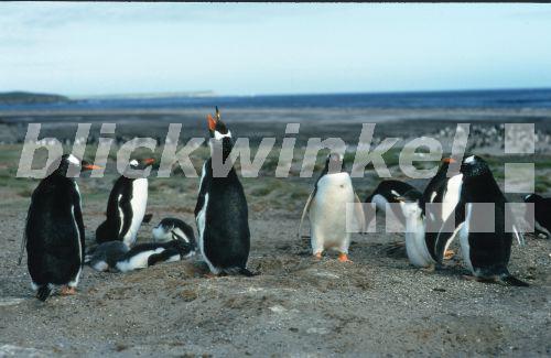 Eselspinguin (Pygoscelis papua), Grossbritannien, Falklandinseln, Sea Lion Island.<BR>gentoo penguin (Pygoscelis papua). - W. Wisniewski
