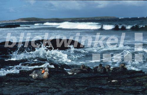 Falkland-Dampfschiffente (Tachyeres brachypterus), Jungvoegel, flugunfaehige Art, Grossbritannien, Falklandinseln, Sea Lion Island.<BR>falkland is flightless steamer duck (Tachyeres brachypterus). - W. Wisniewski Falkland-Dampfschiffente (Tachyeres brachypterus), Jungvoegel, flugunfaehige Art, Grossbritannien, Falklandinseln, Sea Lion Island.<BR>falkland is flightless steamer duck (Tachyeres brachypterus). - W. Wisniewski