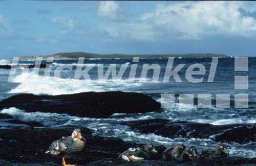 Falkland-Dampfschiffente (Tachyeres brachypterus), Jungvoegel, flugunfaehige Art, Grossbritannien, Falklandinseln, Sea Lion Island.<BR>falkland is flightless steamer duck (Tachyeres brachypterus). - W. Wisniewski Falkland-Dampfschiffente (Tachyeres brachypterus), Jungvoegel, flugunfaehige Art, Grossbritannien, Falklandinseln, Sea Lion Island.<BR>falkland is flightless steamer duck (Tachyeres brachypterus). - W. Wisniewski
