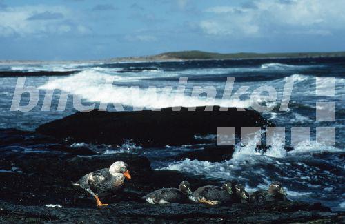 Falkland-Dampfschiffente (Tachyeres brachypterus), Jungvoegel, flugunfaehige Art, Grossbritannien, Falklandinseln, Sea Lion Island.<BR>falkland is flightless steamer duck (Tachyeres brachypterus). - W. Wisniewski