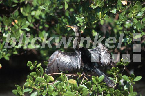 Anhinga (Anhinga anhinga), Maennchen, Florida, Sanibel Island, Jan 96.<BR>American darter (Anhinga anhinga), male, Jan 96. - M. Hoefer