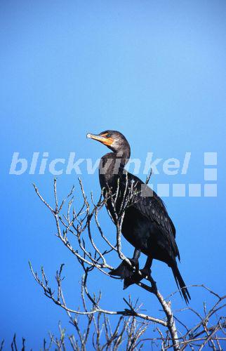 Ohrenscharbe (Phalacrocorax auritus), Florida, Everglades NP, Jan 96.<BR>double-crested cormorant (Phalacrocorax auritus), Jan 96. - M. Hoefer Ohrenscharbe (Phalacrocorax auritus), Florida, Everglades NP, Jan 96.<BR>double-crested cormorant (Phalacrocorax auritus), Jan 96. - M. Hoefer