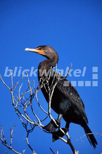Ohrenscharbe (Phalacrocorax auritus), Florida, Everglades NP, Jan 96.<BR>double-crested cormorant (Phalacrocorax auritus), Jan 96. - M. Hoefer Ohrenscharbe (Phalacrocorax auritus), Florida, Everglades NP, Jan 96.<BR>double-crested cormorant (Phalacrocorax auritus), Jan 96. - M. Hoefer