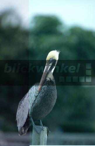 Brauner Pelikan (Pelecanus occidentalis), Florida, Everglades NP, Jan 96.<BR>brown pelican (Pelecanus occidentalis), Jan 96. - M. Hoefer
