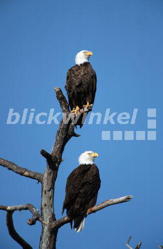 Weisskopfseeadler (Haliaeetus leucocephalus), Paerchen am Nistplatz, Florida, Cape Corral, Mrz 97.<BR>American bald eagle (Haliaeetus leucocephalus), Mrz 97. - C. Huetter