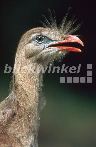 Seriema (Cariama cristata), rufend, Jun 99.<BR>red-legged seriema (Cariama cristata), calling amongst thrift, Scotland, Handa Island, Jun 99. - C. Huetter Seriema (Cariama cristata), rufend, Jun 99.<BR>red-legged seriema (Cariama cristata), calling amongst thrift, Scotland, Handa Island, Jun 99. - C. Huetter