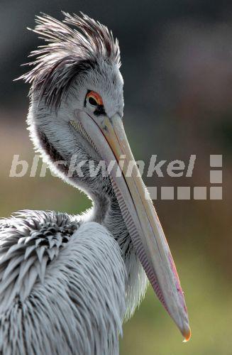 Roetelpelikan (Pelecanus rufescens), Sep 99.<BR>pink-backed pelican (Pelecanus rufescens), Sep 99. - C. Huetter Roetelpelikan (Pelecanus rufescens), Sep 99.<BR>pink-backed pelican (Pelecanus rufescens), Sep 99. - C. Huetter