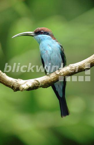 Malaienspint (Merops viridis), Jul 99.<BR>chestnut-headed bee eater (Merops viridis), Jul 99. - C. Huetter Malaienspint (Merops viridis), Jul 99.<BR>chestnut-headed bee eater (Merops viridis), Jul 99. - C. Huetter