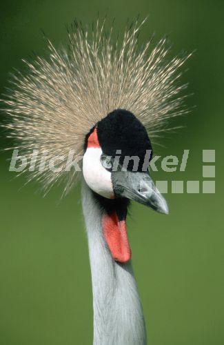 Kronenkranich (Balearica pavonina), Sep 98.<BR>crowned crane (Balearica pavonina), Sep 98. - C. Huetter