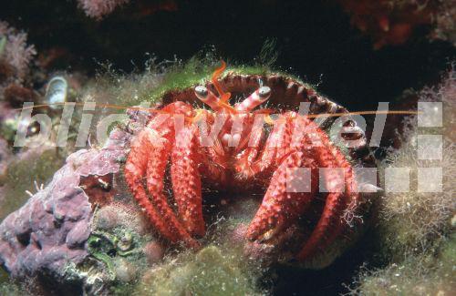 Grosser Roter Einsiedlerkrebs (Dardanus calidus), Spanien, Ibiza, Port de San Miguel, Sep 98.<BR>great red hermit crab, Mediterranean hermit crab (Dardanus calidus), Sep 98. - H. Goethel