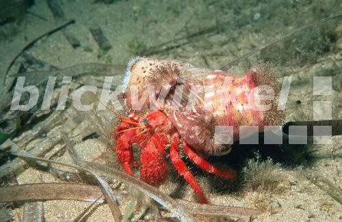 Grosser Roter Einsiedlerkrebs & Schmarotzerrose (Dardanus calidus & Calliactis parasitica), Symbiose, Spanien, Ibiza, Port de San Miguel, Sep 98.<BR>(Dardanus calidus & Calliactis parasitica), Sep 98. - H. Goethel Grosser Roter Einsiedlerkrebs & Schmarotzerrose (Dardanus calidus & Calliactis parasitica), Symbiose, Spanien, Ibiza, Port de San Miguel, Sep 98.<BR>(Dardanus calidus & Calliactis parasitica), Sep 98. - H. Goethel
