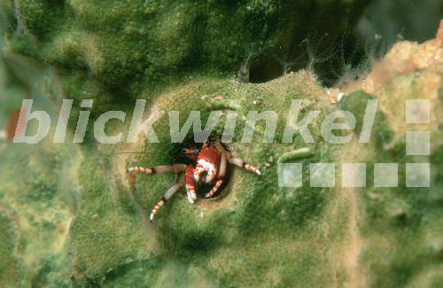 Bunter Einsiedlerkrebs (Calcinus tubularis), Spanien, Ibiza, Port de San Miguel, Sep 99.<BR>(Calcinus tubularis), Sep 99. - H. Goethel Bunter Einsiedlerkrebs (Calcinus tubularis), Spanien, Ibiza, Port de San Miguel, Sep 99.<BR>(Calcinus tubularis), Sep 99. - H. Goethel