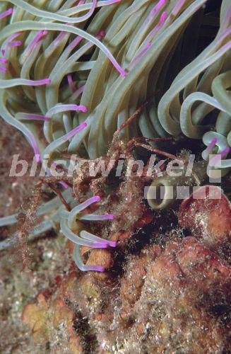 Anemonen-Gespenstkrabbe & Wachsrose (Inachus phalangium & Anemonia sulcata), Lebensgemeinschaft, Karpose, fuer Krebs obligat, Spanien, Cap de Creux, El Port de la Selva, Okt 99.<BR>(Inachus phalangium & Anemonia sulcata), Okt 99. - H. Goethel Anemonen-Gespenstkrabbe & Wachsrose (Inachus phalangium & Anemonia sulcata), Lebensgemeinschaft, Karpose, fuer Krebs obligat, Spanien, Cap de Creux, El Port de la Selva, Okt 99.<BR>(Inachus phalangium & Anemonia sulcata), Okt 99. - H. Goethel