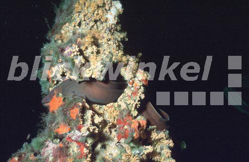 Braune Muraene (Gymnothorax unicolor), nachtaktiv, Spanien, Ibiza, Port de San Miguel, Sep 98.<BR>brown moray (Gymnothorax unicolor), Sep 98. - H. Goethel