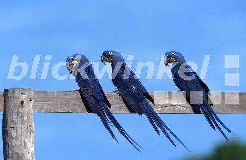 Hyazinthara (Anodorhynchus hyacinthinus), Brasilien, Pantanal.<BR>hyacinth macaw (Anodorhynchus hyacinthinus). - U. Walz