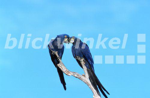 Hyazinthara (Anodorhynchus hyacinthinus), Brasilien, Pantanal.<BR>hyacinth macaw (Anodorhynchus hyacinthinus). - U. Walz Hyazinthara (Anodorhynchus hyacinthinus), Brasilien, Pantanal.<BR>hyacinth macaw (Anodorhynchus hyacinthinus). - U. Walz