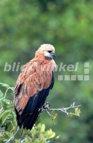Fischbussard (Busarellus nigricollis), Brasilien, Pantanal.<BR>black-collared hawk (Busarellus nigricollis). - U. Walz Fischbussard (Busarellus nigricollis), Brasilien, Pantanal.<BR>black-collared hawk (Busarellus nigricollis). - U. Walz
