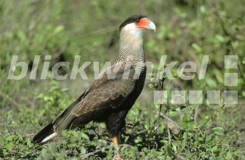 Karakara (Polyborus plancus), Brasilien, Pantanal.<BR>common caracara (Polyborus plancus). - U. Walz Karakara (Polyborus plancus), Brasilien, Pantanal.<BR>common caracara (Polyborus plancus). - U. Walz