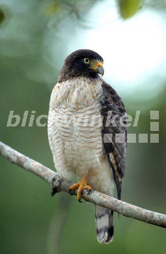 Wegebussard (Buteo magnirostris), Brasilien, Pantanal.<BR>roadside hawk (Buteo magnirostris). - U. Walz