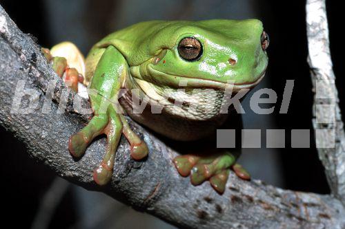 Gruener Baumfrosch (Litoria caerulea), Australien.<BR>Whites treefrog (Litoria caerulea). - A. Hartl