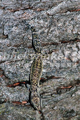 Fettschwanzgecko (Hemitheconyx caudicinctus), Australien.<BR>fat-tailed gecko (Hemitheconyx caudicinctus). - A. Hartl Fettschwanzgecko (Hemitheconyx caudicinctus), Australien.<BR>fat-tailed gecko (Hemitheconyx caudicinctus). - A. Hartl