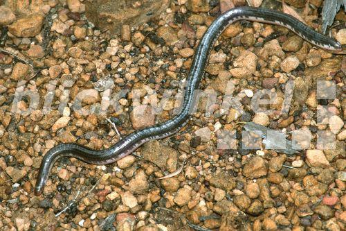 Blindschlange (Ramphotyphlops proximus), Australien.<BR>blind snake (Ramphotyphlops proximus). - A. Hartl Blindschlange (Ramphotyphlops proximus), Australien.<BR>blind snake (Ramphotyphlops proximus). - A. Hartl