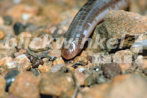 Blindschlange (Ramphotyphlops proximus).<BR>blind snake (Ramphotyphlops proximus). - A. Hartl Blindschlange (Ramphotyphlops proximus).<BR>blind snake (Ramphotyphlops proximus). - A. Hartl
