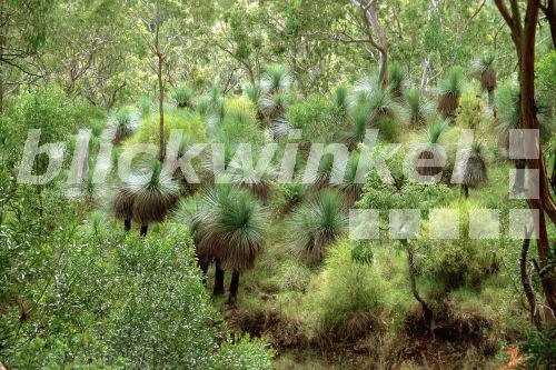 Grasbaum (Xanthorrhoea spec.), Grasbaumwald unter Eukalyptusbaeumen.<BR>(Xanthorrhoea spec.). - A. Hartl