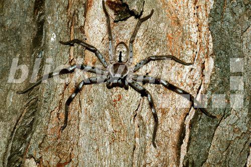 Riesenkrabbenspinne, Australien,Brisbane.<BR> - A. Hartl Riesenkrabbenspinne, Australien,Brisbane.<BR> - A. Hartl