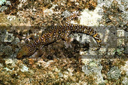 Suedlicher Getupfter Gecko (Oedura tryoni), auf flechtenbewachsenen Felsen, Australien.<BR>velvet gecko (Oedura tryoni). - A. Hartl Suedlicher Getupfter Gecko (Oedura tryoni), auf flechtenbewachsenen Felsen, Australien.<BR>velvet gecko (Oedura tryoni). - A. Hartl
