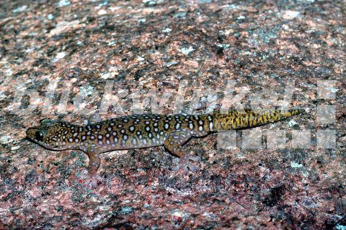 Suedlicher Getupfter Gecko (Oedura tryoni), an Felswand sitzend, Australien.<BR>velvet gecko (Oedura tryoni). - A. Hartl