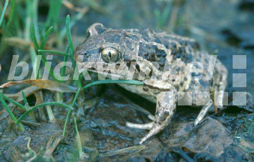 Knoblauchkroete (Pelobates fuscus), Tier sitzt auf Boden<BR>common spadefoot (garlic toad) (Pelobates fuscus), individual sitting on the ground - R. Koenig