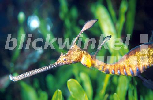 Gemeiner Fetzenfisch, Seedrache, Fetzen-Seepferdchen (Phyllopteryx taeniolatus), Portraet von der Seite<BR>common seadragon, weedy seadragon, leafy seadragon (Phyllopteryx taeniolatus), portrait, lateral - R. Koenig Gemeiner Fetzenfisch, Seedrache, Fetzen-Seepferdchen (Phyllopteryx taeniolatus), Portraet von der Seite<BR>common seadragon, weedy seadragon, leafy seadragon (Phyllopteryx taeniolatus), portrait, lateral - R. Koenig