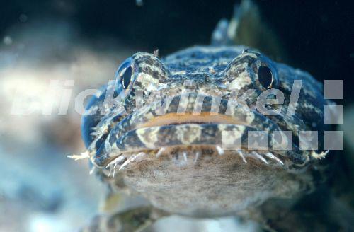 Gewoehnlicher Froschfisch (Halophryne gangene, Cottus grunniens), Portraet<BR>common toadfish (Halophryne gangene, Cottus grunniens), portrait - R. Koenig Gewoehnlicher Froschfisch (Halophryne gangene, Cottus grunniens), Portraet<BR>common toadfish (Halophryne gangene, Cottus grunniens), portrait - R. Koenig