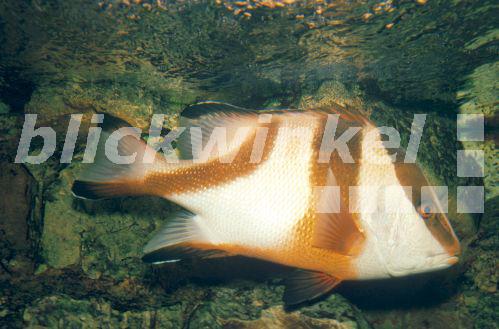 Kaiserschnapper (Lutjanus sebae), schwimmend<BR>emperor snapper, red emperor, emperor red snapper (Lutjanus sebae), swimming - R. Koenig Kaiserschnapper (Lutjanus sebae), schwimmend<BR>emperor snapper, red emperor, emperor red snapper (Lutjanus sebae), swimming - R. Koenig