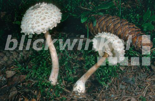 Jungfern-Riesenschirmpilz (Macrolepiota puellaris), zwei Fruchtkoerper am Waldboden, Oesterreich, Kaernten, Laas<BR>mushroom (Macrolepiota puellaris), two fruiting bodies at the forest ground, Austria - E. Kajan