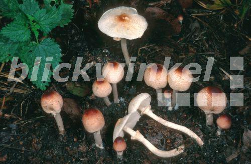 Stink-Schirmling, Stinkschirmling (Lepiota cristata), Gruppe am Waldboden, Deutschland, Nordrhein-Westfalen<BR>stinking dapperling (Lepiota cristata), group at the forest ground, Germany, North Rhine-Westphalia - E. Kajan Stink-Schirmling, Stinkschirmling (Lepiota cristata), Gruppe am Waldboden, Deutschland, Nordrhein-Westfalen<BR>stinking dapperling (Lepiota cristata), group at the forest ground, Germany, North Rhine-Westphalia - E. Kajan