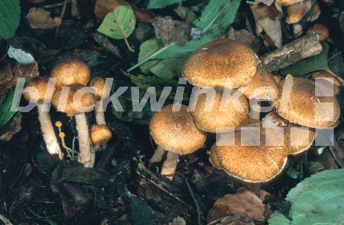 Fuchsbraeunlicher Schirmling (Lepiota fulvella), Gruppe zwischen Laub, Deutschland, Nordrhein-Westfalen, Niederrhein, Moenchengladbach<BR>mushroom (Lepiota fulvella), group between leaves, Germany, North Rhine-Westphalia - E. Kajan Fuchsbraeunlicher Schirmling (Lepiota fulvella), Gruppe zwischen Laub, Deutschland, Nordrhein-Westfalen, Niederrhein, Moenchengladbach<BR>mushroom (Lepiota fulvella), group between leaves, Germany, North Rhine-Westphalia - E. Kajan