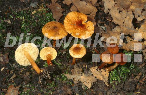 Kastanienbrauner Schirmling (Lepiota castanea), Gruppe am Waldboden, Deutschland, Nordrhein-Westfalen, Niederrhein, Krefeld<BR>chestnut dapperling (Lepiota castanea), group at the forest ground, Germany, North Rhine-Westphalia, Krefeld - E. Kajan Kastanienbrauner Schirmling (Lepiota castanea), Gruppe am Waldboden, Deutschland, Nordrhein-Westfalen, Niederrhein, Krefeld<BR>chestnut dapperling (Lepiota castanea), group at the forest ground, Germany, North Rhine-Westphalia, Krefeld - E. Kajan