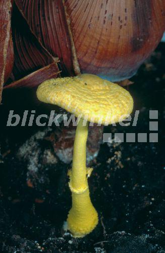 Gelber Faltenschirmling (Leucocoprinus birnbaumii, Leucocoprinus luteus), einzelner Fruchtkoerper im Gewaechshaus, Deutschland, Nordrhein-Westfalen<BR>plantpot dapperling (Leucocoprinus birnbaumii, Leucocoprinus luteus), single fruiting body in a greenhouse, Germany, North Rhine-Westphalia - E. Kajan