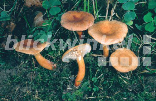 Pfuetzen-Milchling (Lactarius lacunarum), Deutschland, Eifel, Muerlenbach<BR>milkcap (Lactarius lacunarum), Germany, Eifel - E. Kajan