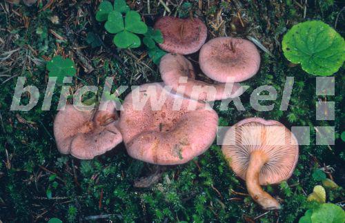 Lila Milchling (Lactarius lilacinus), Oesterreich, Kaernten, Flattnitz<BR>milkcap (Lactarius lilacinus), Austria - E. Kajan Lila Milchling (Lactarius lilacinus), Oesterreich, Kaernten, Flattnitz<BR>milkcap (Lactarius lilacinus), Austria - E. Kajan