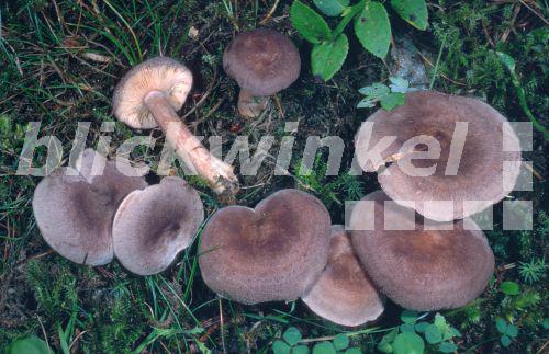 Dunkler Duft-Milchling (Lactarius mammosus, Lactarius fuscus), Oesterreich, Kaernten, Gloednitz<BR>milkcap (Lactarius mammosus, Lactarius fuscus), Austria - E. Kajan Dunkler Duft-Milchling (Lactarius mammosus, Lactarius fuscus), Oesterreich, Kaernten, Gloednitz<BR>milkcap (Lactarius mammosus, Lactarius fuscus), Austria - E. Kajan