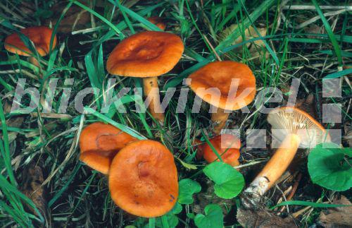 Milder Milchling, Orange-Milchling (Lactarius mitissimus, Lactarius aurantiofulvus), Deutschland, Hessen, Kassel<BR>milkcap (Lactarius mitissimus, Lactarius aurantiofulvus), Germany, Hesse, Cassel - E. Kajan Milder Milchling, Orange-Milchling (Lactarius mitissimus, Lactarius aurantiofulvus), Deutschland, Hessen, Kassel<BR>milkcap (Lactarius mitissimus, Lactarius aurantiofulvus), Germany, Hesse, Cassel - E. Kajan