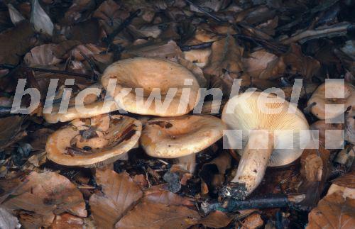 Fleischblasser Milchling (Lactarius pallidus), Deutschland, Rheinland-Pfalz, Niederkirchen<BR>milkcap (Lactarius pallidus), Germany, Rhineland-Palatinate - E. Kajan