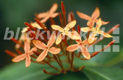 Scharlachrote Ixora (Ixora coccinea), bluehend<BR>red ixora (Ixora coccinea), blooming - R. Koenig