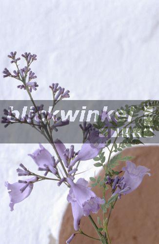Jacaranda (Jacaranda chelonia), bluehend.<BR>jacaranda (Jacaranda chelonia), blooming. - R. Koenig Jacaranda (Jacaranda chelonia), bluehend.<BR>jacaranda (Jacaranda chelonia), blooming. - R. Koenig