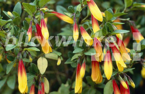 Jakobinie (Jacobinia pauciflora 'Rutilans')<BR>jacobinia (Jacobinia pauciflora 'Rutilans') - R. Koenig Jakobinie (Jacobinia pauciflora 'Rutilans')<BR>jacobinia (Jacobinia pauciflora 'Rutilans') - R. Koenig