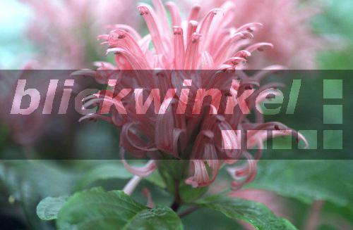 Jakobinie, Jacobinie, Brasilianischer Federbusch, Fleischrote Justicia (Jacobinia carnea, Justicia carnea), Bluetenstand<BR>pink plume flower, pink jacobinia, Brazilian plume flower (Jacobinia carnea, Justicia carnea), inflorescence - R. Koenig Jakobinie, Jacobinie, Brasilianischer Federbusch, Fleischrote Justicia (Jacobinia carnea, Justicia carnea), Bluetenstand<BR>pink plume flower, pink jacobinia, Brazilian plume flower (Jacobinia carnea, Justicia carnea), inflorescence - R. Koenig